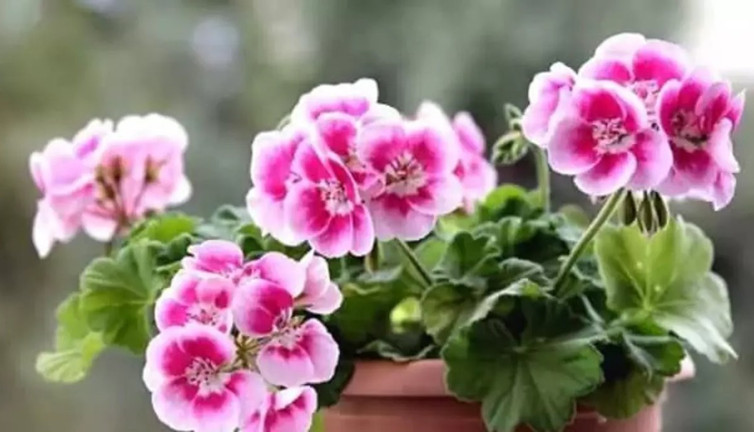 Bu bitki cildi güzelleştiriyor