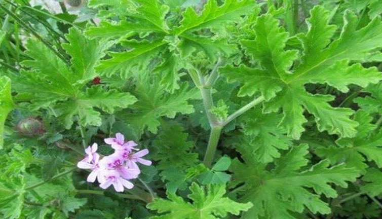 Mucize bitki üst solunum yolu rahatsızlıklarına iyi geliyor