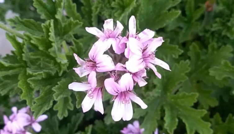 Mucize bitki mide ve bağırsak gazlarına iyi geliyor