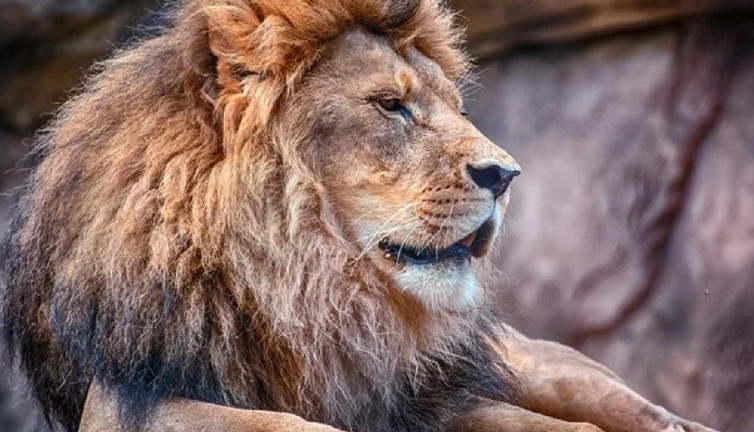 Dünyanın en yaşlı aslanını mızrakla öldürdüler