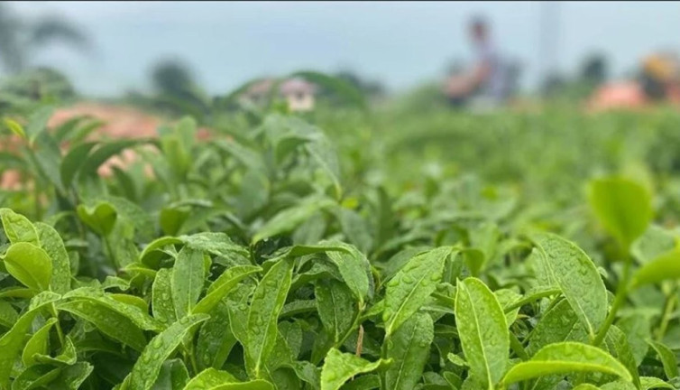ÇAYKUR 3 günde 730 ton yaş çay aldı
