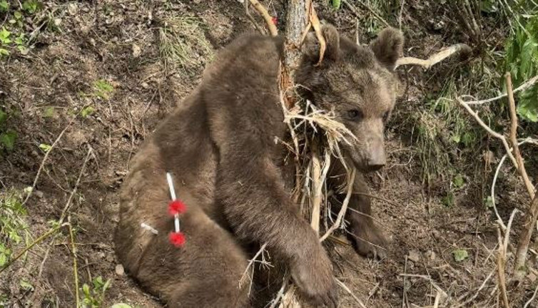 Boz ayı ağaçtaki tellere takıldı