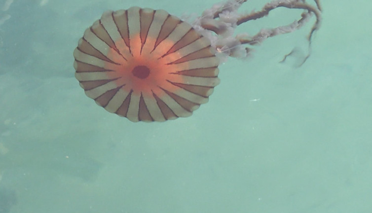 Marmara Denizi'nde tehlike