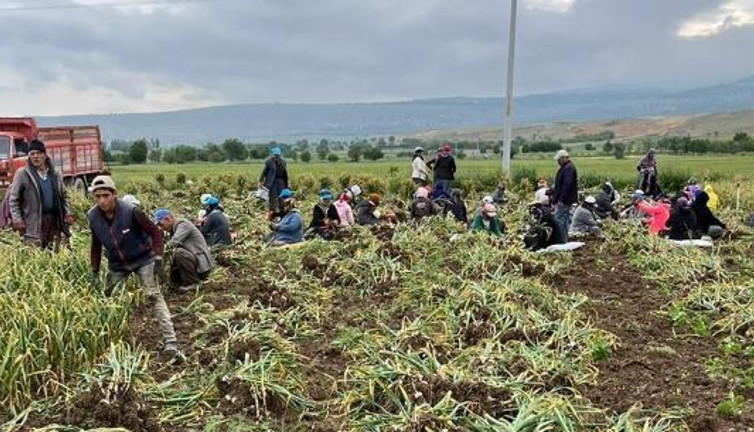 Yağmur sarımsak tarlalarını vurdu