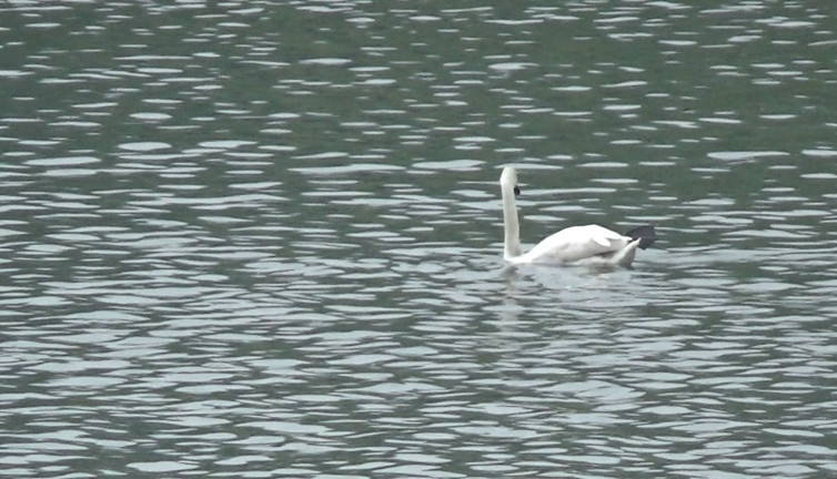 Bolu'da ilk kez görüntülendi