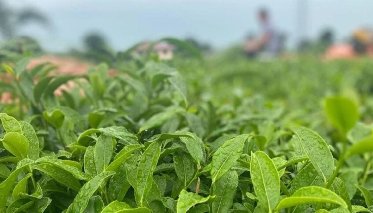 ÇAYKUR 48 bin 500 ton yaş çay aldı