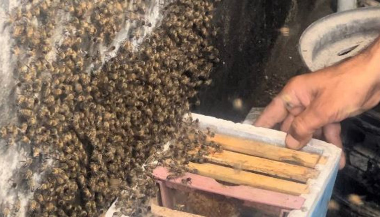 Bal arıları dükkanı istila etti
