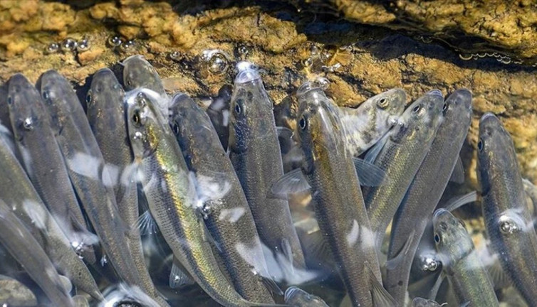 Van'da akarsuların debisi düştü, inci kefallerinin göçü zorlaştı