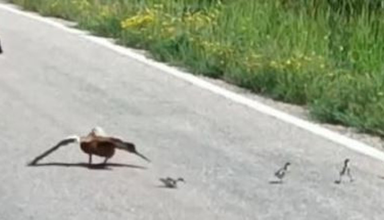 Ördek sakat taklidi yaptı