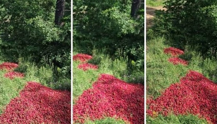 Erdoğan'ın yüzde 60 oy aldığı köyde çilekçiler para etmiyor diye ürünlerini tarlaya dökmeye başladı