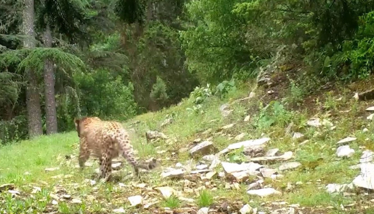 Anadolu Parsı böyle görüntülendi