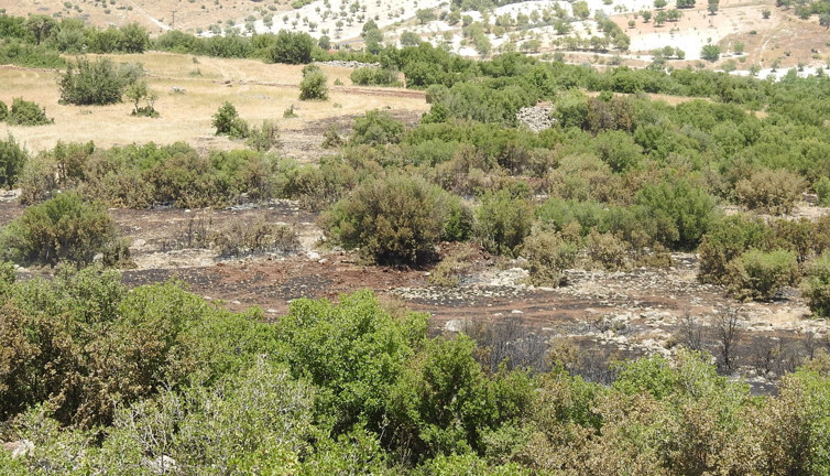 Orman yangınında 20 dönüm arazi kül oldu
