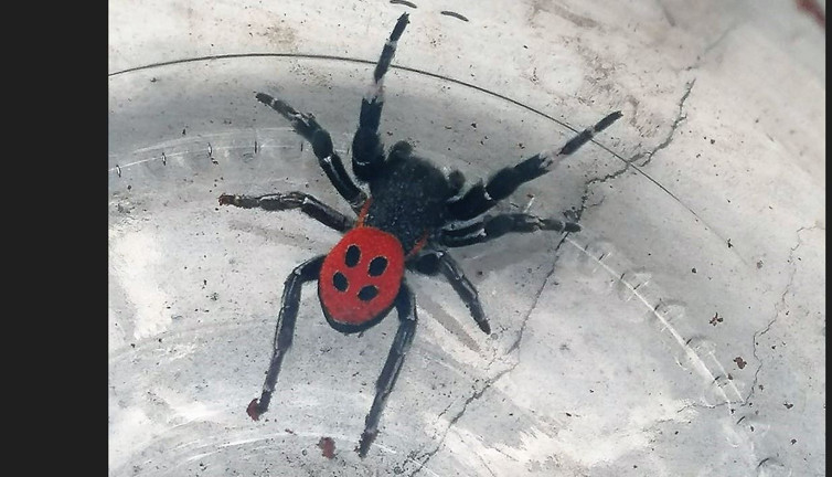 Güzelliği mest ediyor soktu mu zehirliyor