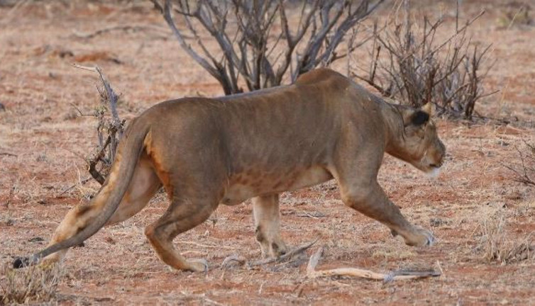 Köylüler ile aslanlar arasında savaş. Aslanlar ağır darbe yedi