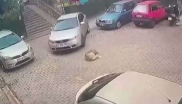Köpeği otomobiliyle göz göre göre ezdi. Serbest bırakıldı
