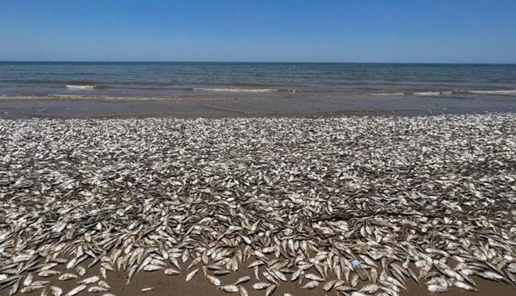 Binlerce balık kıyıya vurdu. Vatandaşlara sahile gelmeyin uyarısı yapıldı