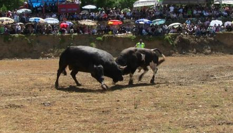 Boğa güreşleri nefesleri kesti. Biri rakibinin altında kaldı