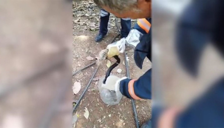 Bahçedeki balık ağına takıldı! Ev sahibinin yardımına itfaiye yetişti