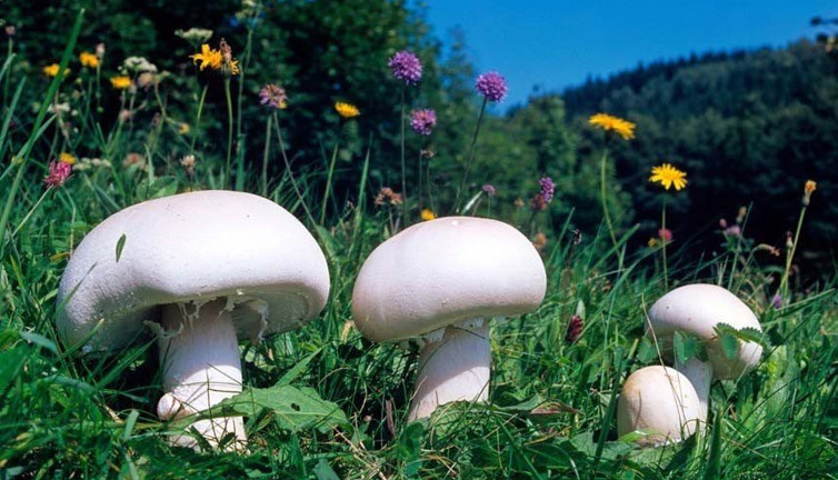 Dağdan topladılar hastanelik oldular