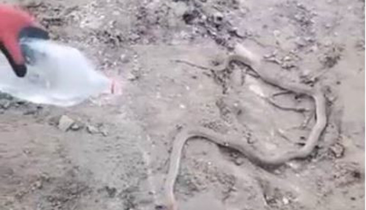 Sıcaktan bunalan yılana su servisi