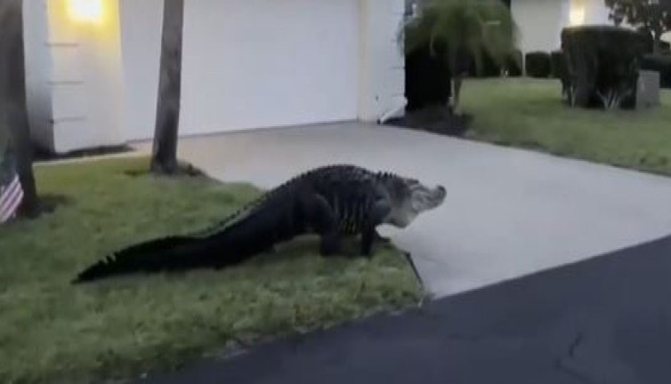 40 timsahı tek şartla satışa çıkardılar