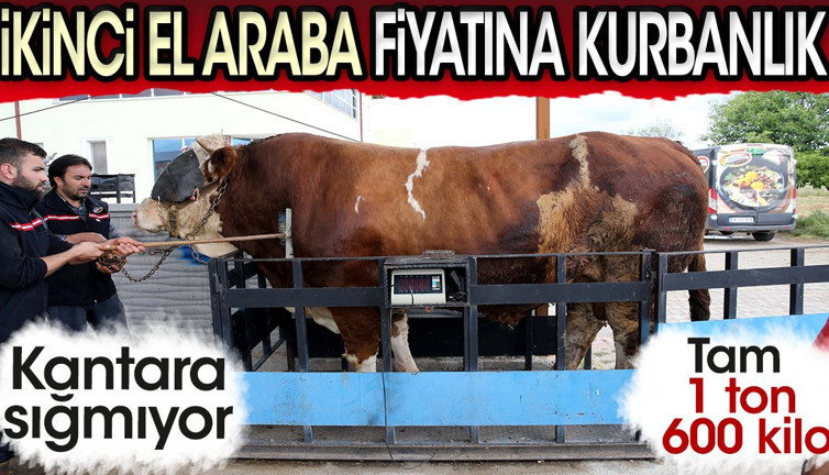 İkinci el araba fiyatına kurbanlık boğa! Kantara sığmıyor: Tam 1 ton 600 kilo