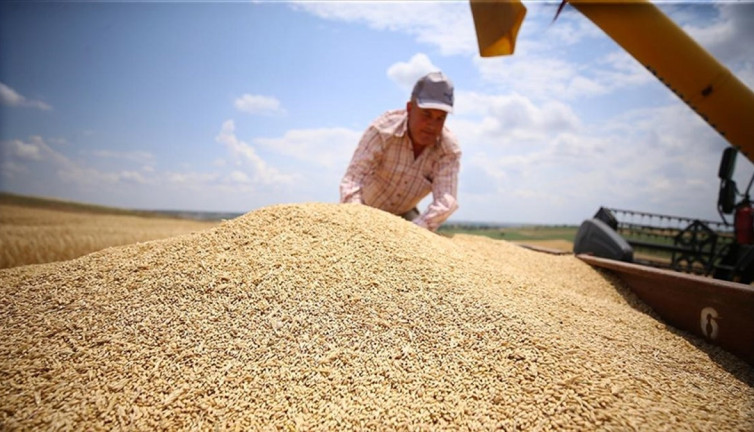 Trakya'da arpa hasadı başladı