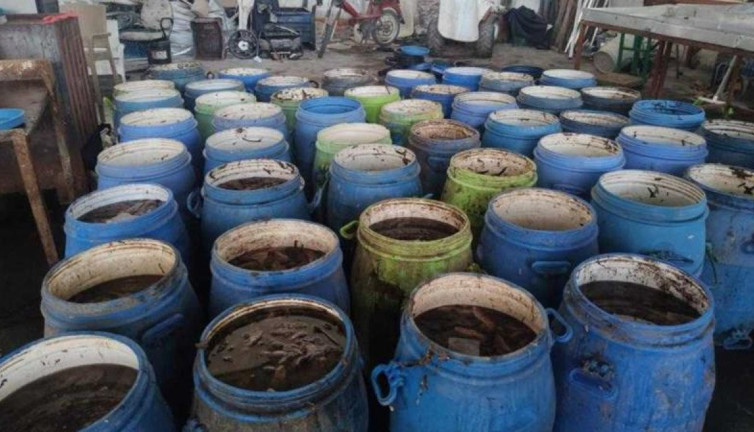 Kaçak avlanan 900 kilogram deniz patlıcanı denize bırakıldı