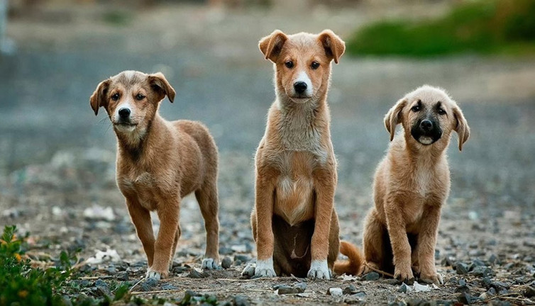 Hayvan kanında bulundu. İnsana ölüm saçtığı ortaya çıktı