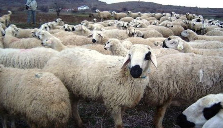 Kurbanlık hayvanlar hangi nitelikleri taşımalıdır? Kurban keserken hayvanda neye dikkat edilmeli?