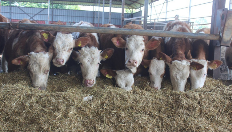 Hayvandan insana geçen 200'ün üzerinde hastalık var. Veteriner kurban alacakları uyardı