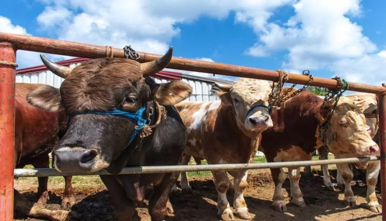 Kurbanlık alırken nelere dikkat edilmeli. Veteriner hekim uyardı