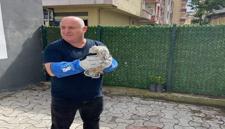 Çatıdan düşen yavru martıya vatandaşlardan şefkat eli
