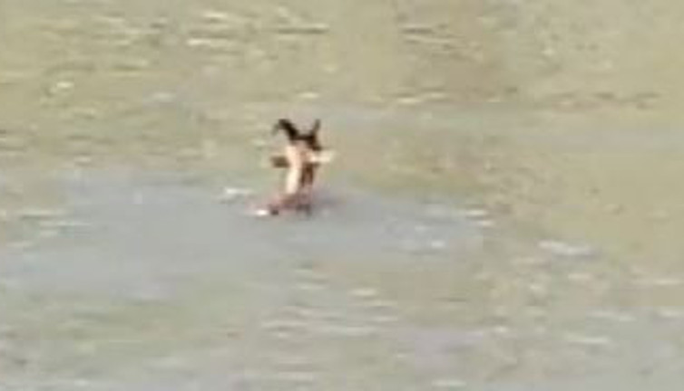 Köpekler saldırdı yaban keçisi kırık bacakla baraj gölüne atladı