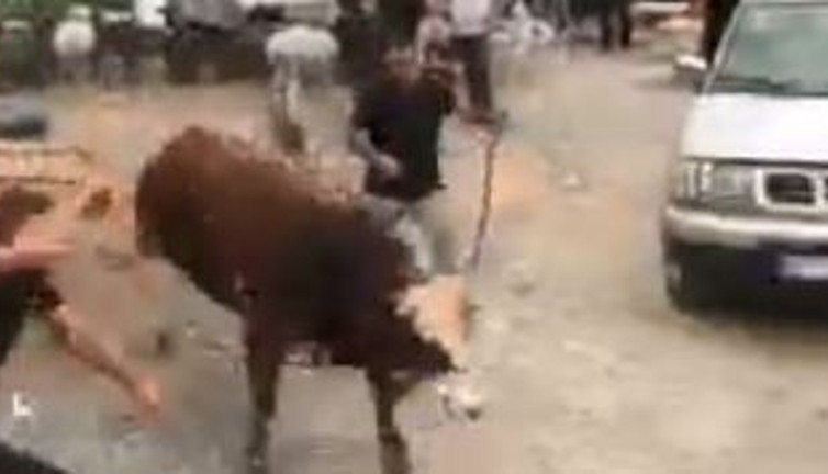 İpini koparan kurban pazarını birbirine kattı