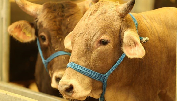 Acemi kasaplar dikkat: Bayramı acil serviste geçirmek istemiyorsanız sakın yapmayın