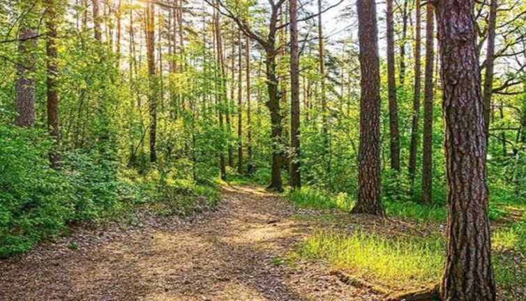 Valilik duyurdu! Bir ilde daha ormanlık alanlara girişler yasaklandı