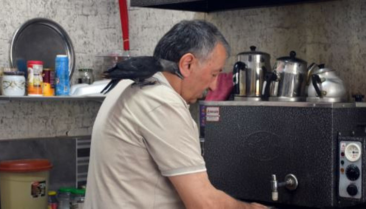 Karga yaşamını canını kurtaran kahveciye adadı