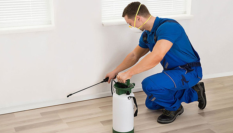 Hamam böcekleri nasıl yok edilir? Evdeki hamam böceklerini temizlemenin yolu var mı?