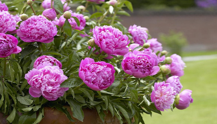 Dinmeyen kanamalara şifa olan ot