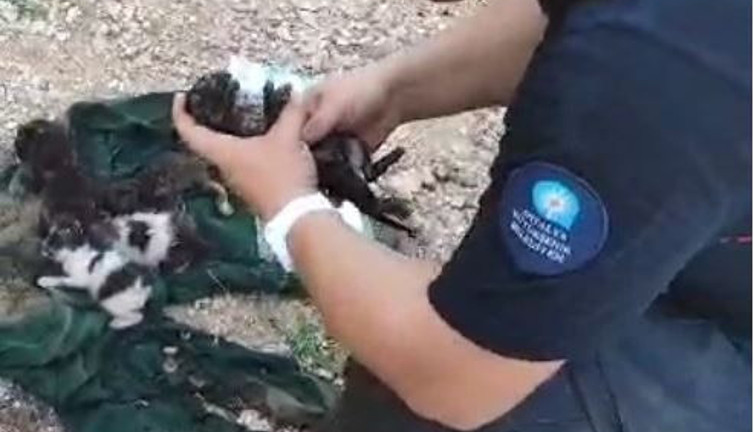 Yavru kediye kalp masajı ve suni teneffüs. Çıkan yangında dumandan etkilendi