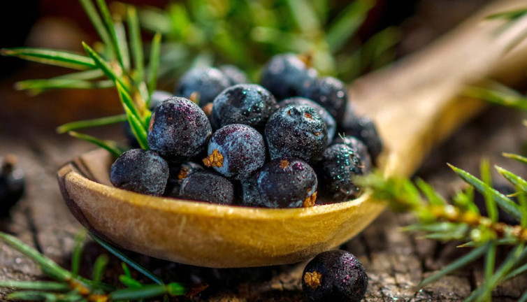 Ardıç çayı zayıflatır mı? Ardıç çayı nasıl yapılır?