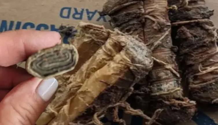 Yabani ot diye kenara attı gerçek bambaşka çıktı