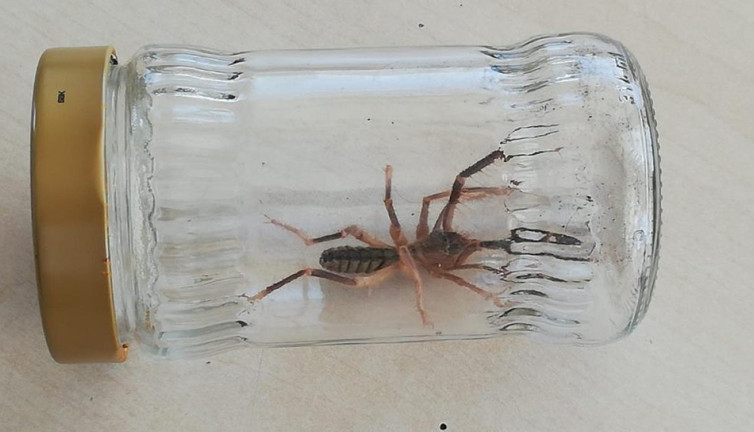 Etle besleniyor 1 metre yükseğe zıplayabiliyor. Sungurlu’da “sarıkız” örümceği paniği