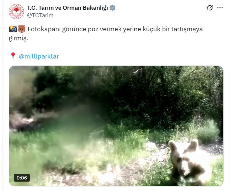 'Selfie çekmeyeceğim!' diyen ayı viral oldu: Fotokapanı görünce çıldırdı! - Resim : 5