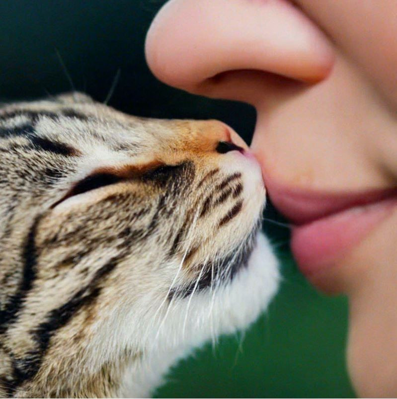 Kediniz nefesinizi neden bu kadar çok kokluyor? Sebebini öğrenince çok şaşırasınız! - Resim: 3