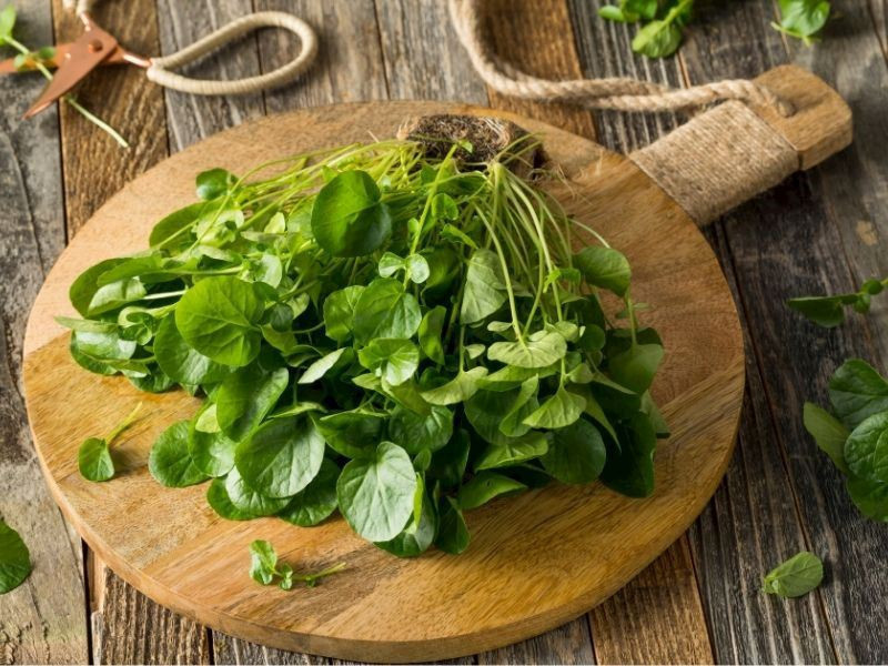 Ispanağı 10'a katlayan 'mucize' sebze! Kronik kastalıklara karşı 'Süper Güç' - Resim : 1