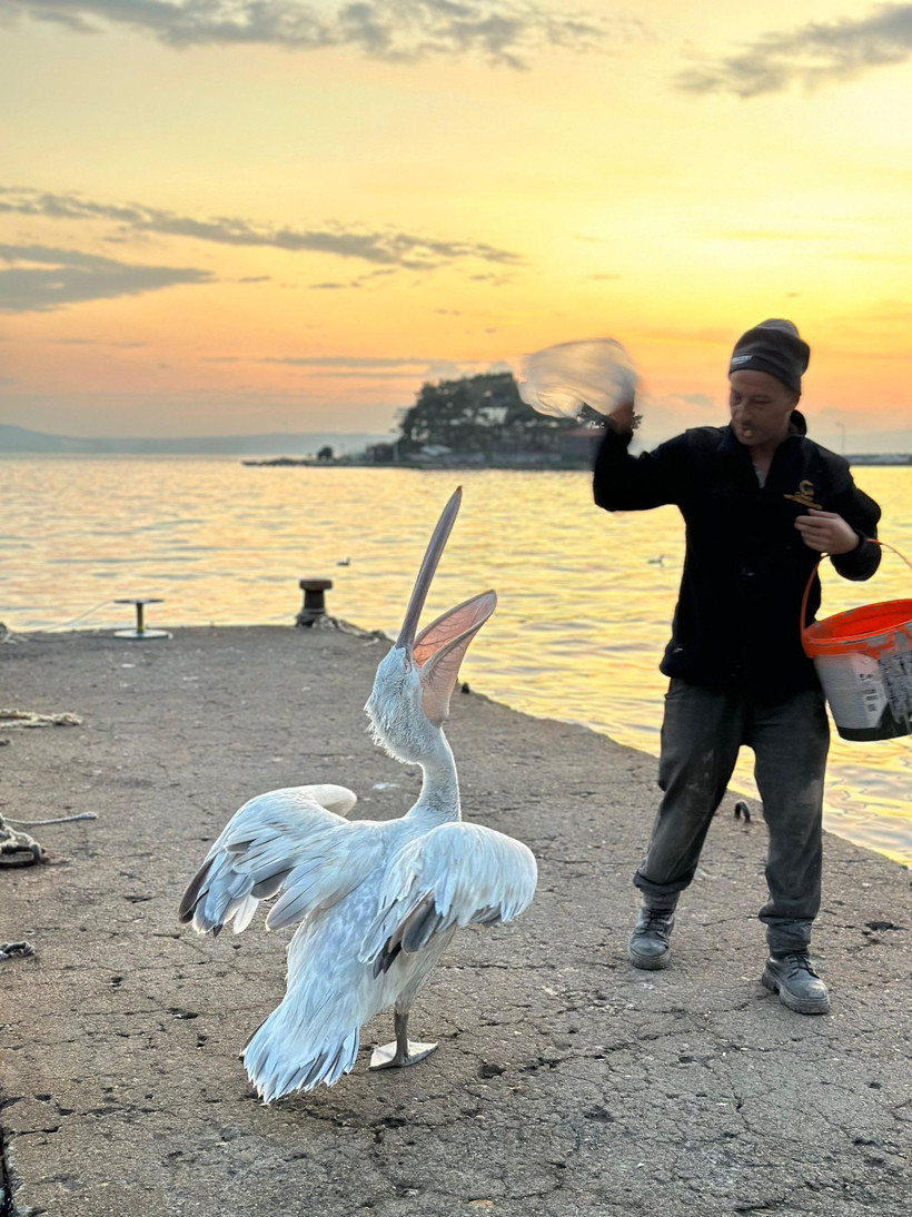 Koca gagalı misafir Erdek’te karnını doyurdu - Resim : 1
