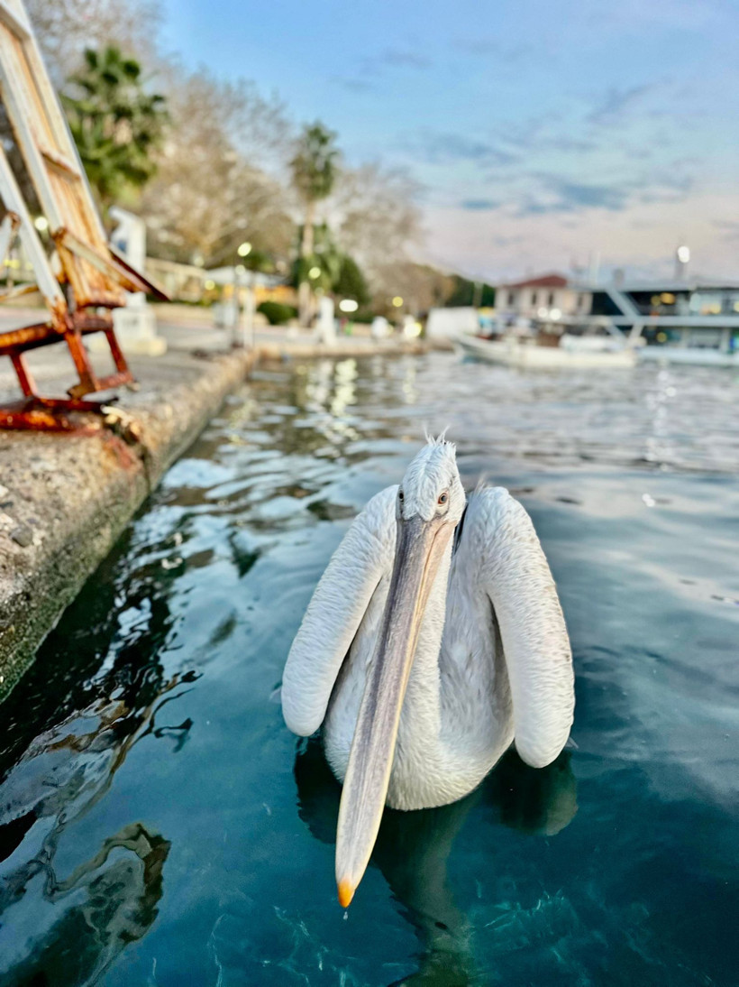 Koca gagalı misafir Erdek’te karnını doyurdu - Resim : 3
