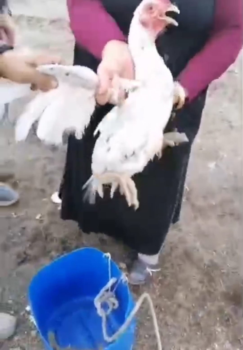 Derinliklerdeki kuyuda horoz kurtarma operasyonu! Nefesler tutuldu - Resim : 1